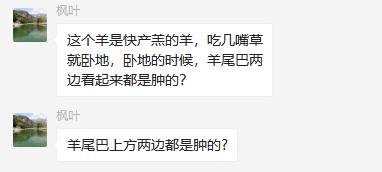 刚出生的小羊羔肿大怎么回事,刚生下的小羊羔涨肚子怎么回事