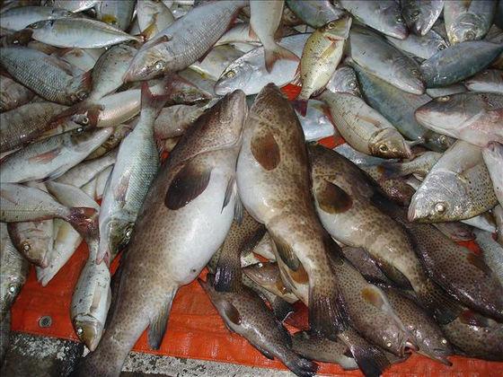 迪拜菜市场有多少 (迪拜菜市场有多富有)