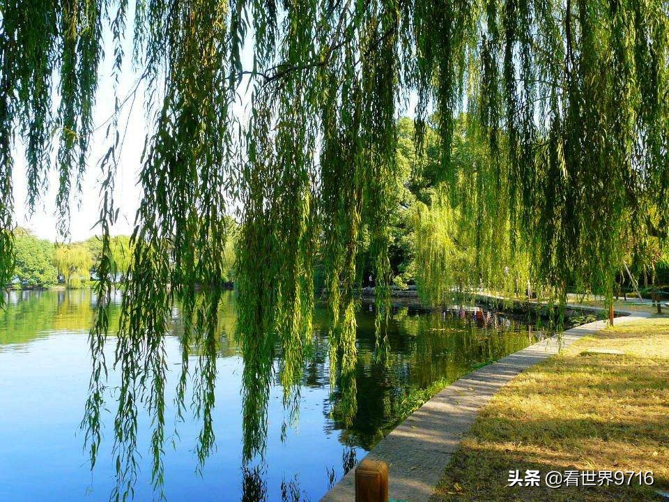杭州西湖柳浪闻莺图片,杭州西湖风景名胜区柳浪闻莺