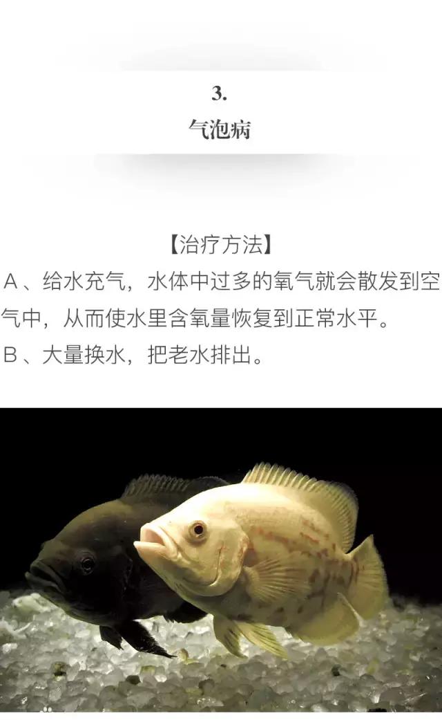 养地图鱼的正确方法,如何养好地图鱼