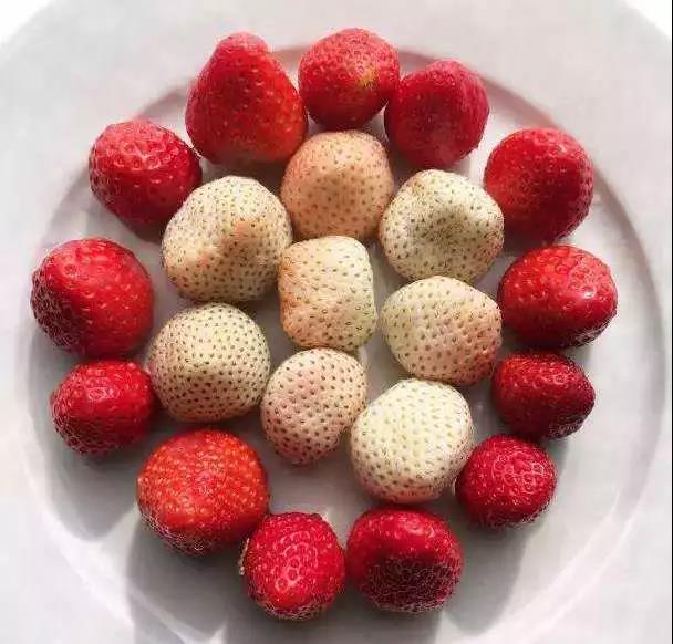 大连草莓有哪些,大连草莓哪家新鲜