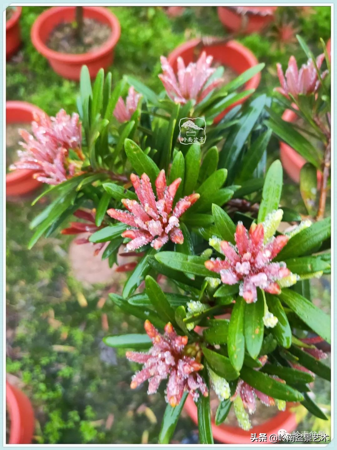 旺财罗汉松,罗汉松招财还是挡煞