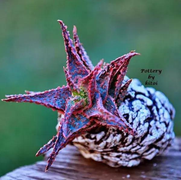 43岁大叔六年养多肉,大叔养各种各样的多肉