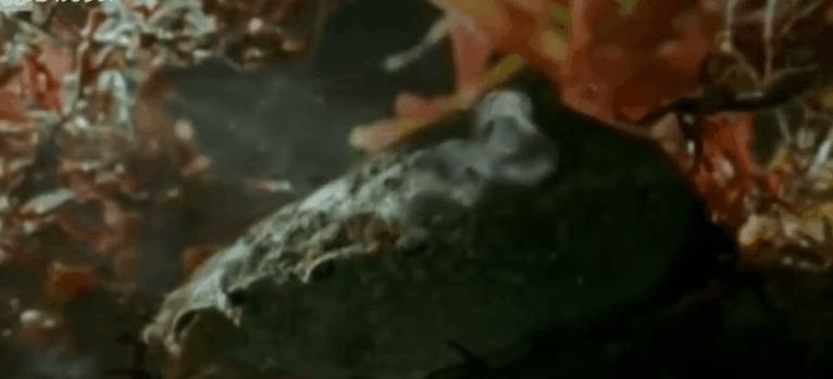 鲍鱼养殖怎么养得好吃,鲍鱼的养殖方法和注意事项