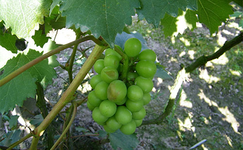 葡萄日灼和气灼的用什么药好,葡萄气灼和日灼是什么意思