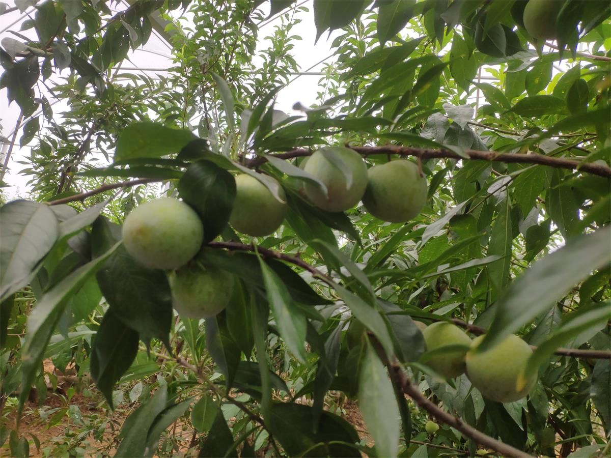 李子苗晚熟管理,提高李子树苗坐果率的夏剪方法