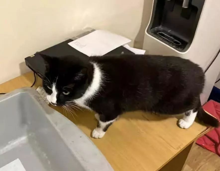 安检行李箱有只猫,网友在机场安检发现行李箱里的猫