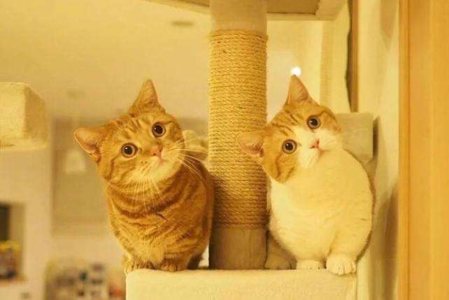 这么萌的宠物你能拥有吗,这么萌的宠物你想拥有吗