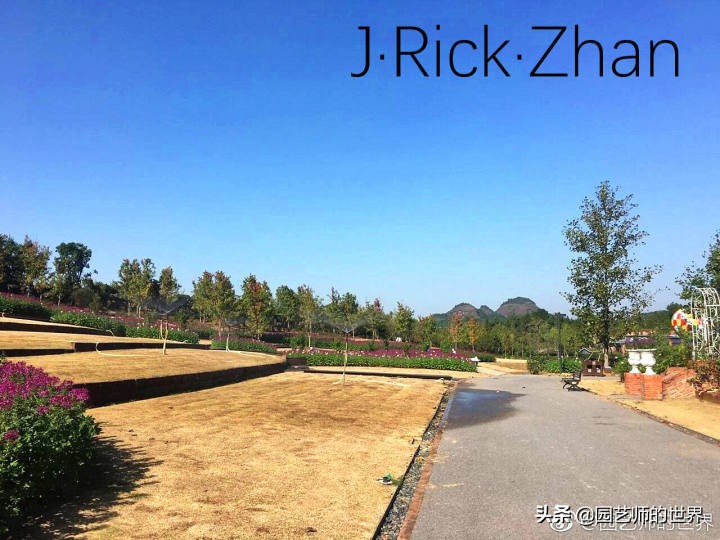 高尔夫果岭草坪家庭院子种植,麦冬草坪种植方法和注意事项