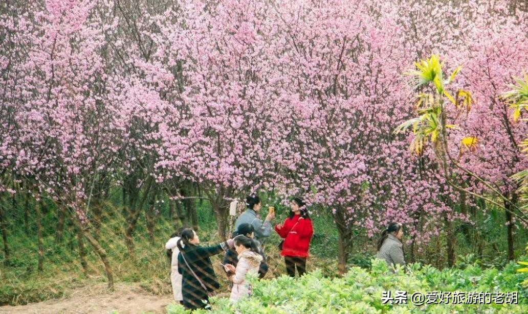 成都周边樱花之旅,离成都市最近的超美樱花海