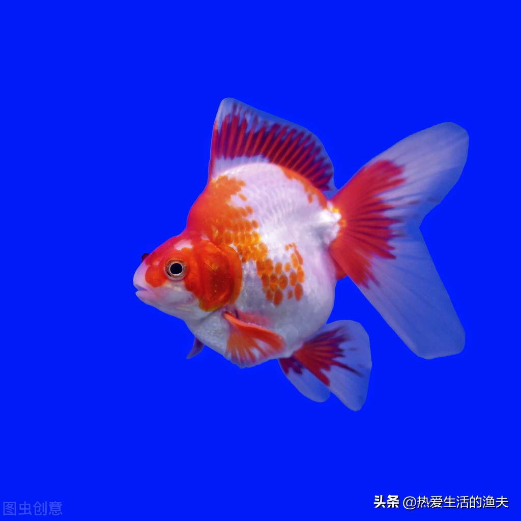 养金鱼换水的正确方法,金鱼换水几天换一次正确方法