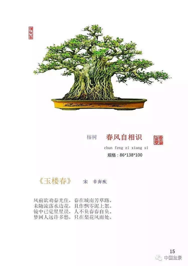 陈文图老师,陈文图盆景欣赏