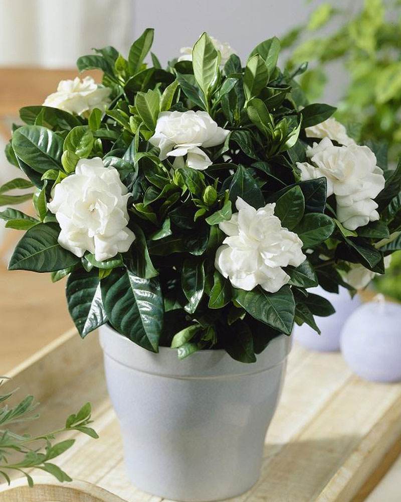 10种易养活的室内植物花,100种家庭花卉种植盆栽大全