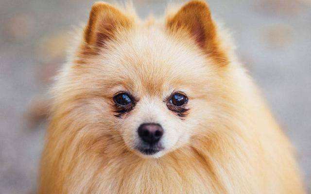 如何挑选一只健康的博美犬,买博美犬怎么挑选不选到串