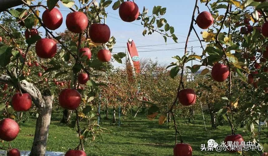 为什么日本苹果质量比中国的好,日本青森苹果种植