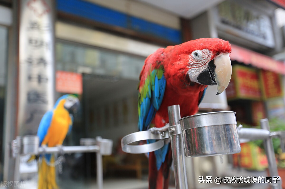 4种带标识鹦鹉：费氏牡丹、小太阳、和尚、紫腹吸蜜，品种介绍