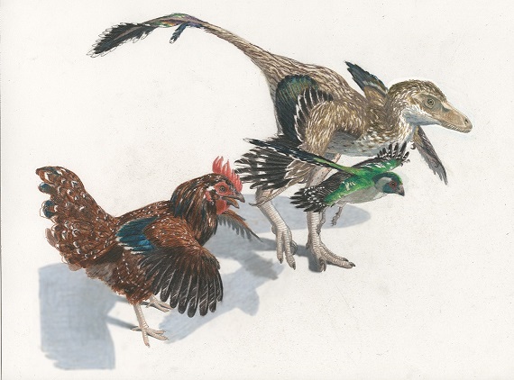 考古造假的真实事件,中国发现原始鸟化石