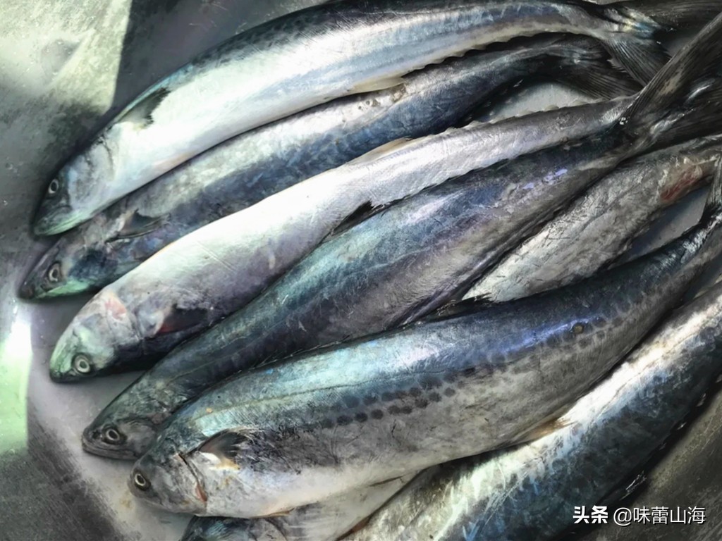 胶东晒鲅鱼干,正宗咸鲅鱼干晒制方法