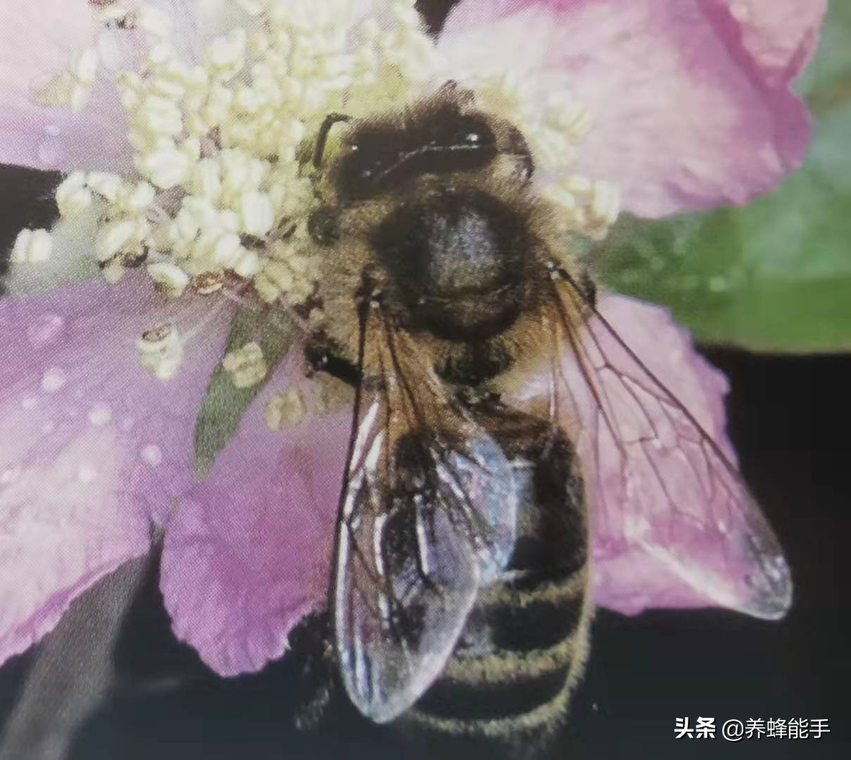 养蜂季节表,养蜂日志表填写