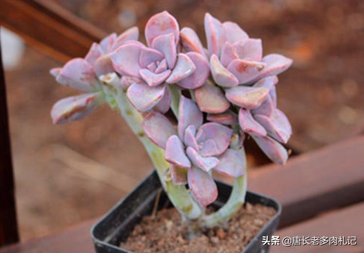 水桩好不好,水桩好养吗