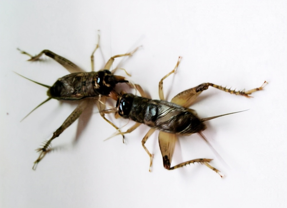 网上收蟋蟀是骗局吗,宁津蟋蟀与宁阳蟋蟀