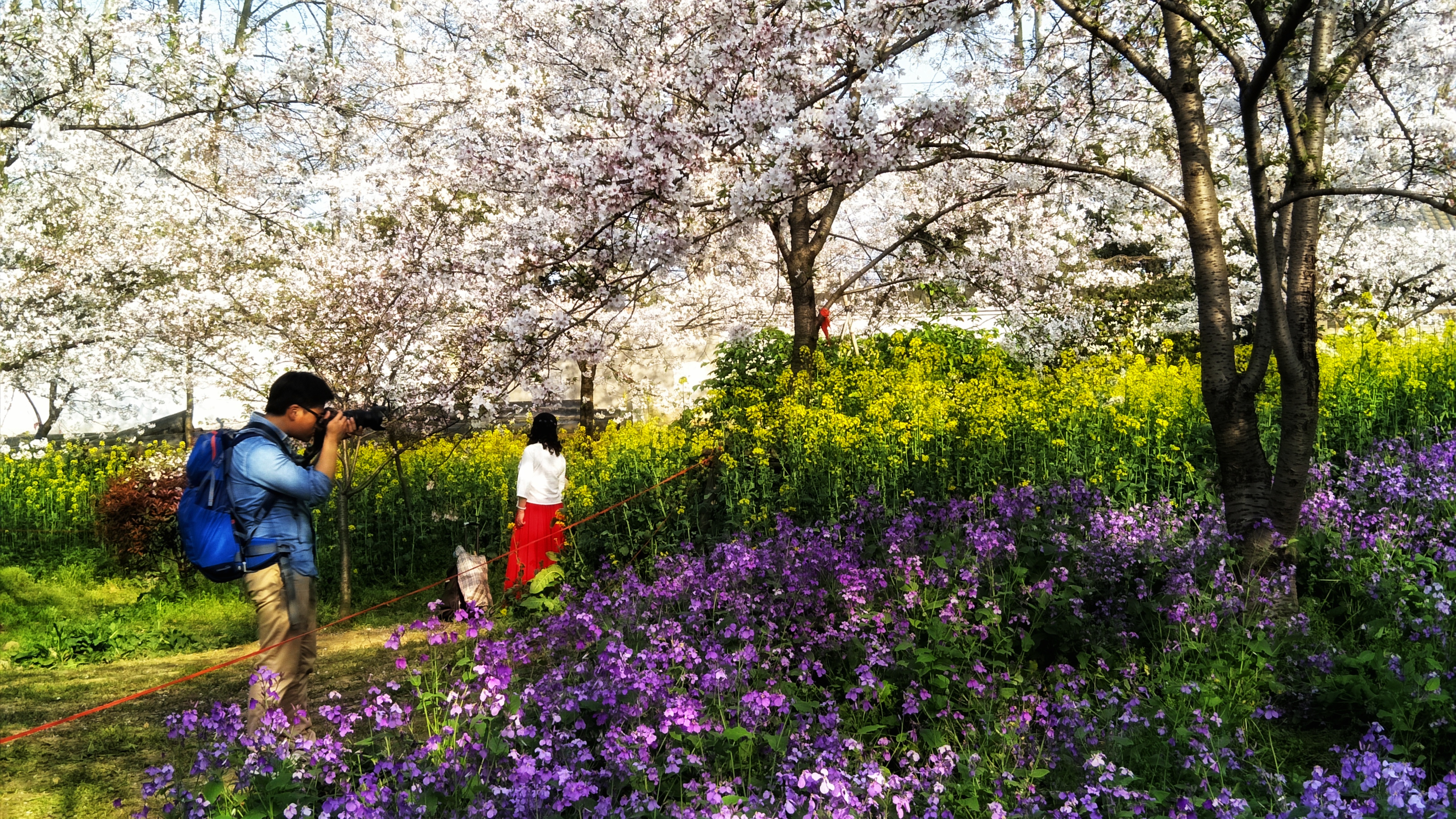 武汉赏樱之旅,武汉东湖樱园赏樱