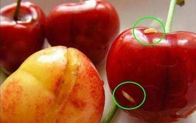 太阳能杀虫灯可以防治樱桃果蝇,大樱桃果蝇难防治掌握方法才奏效