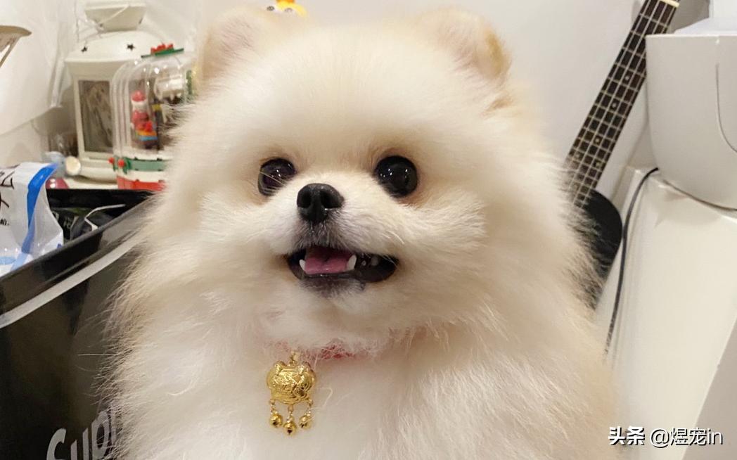 博美换牙松动怎么办,狗博美换牙后是不是不会很尖了