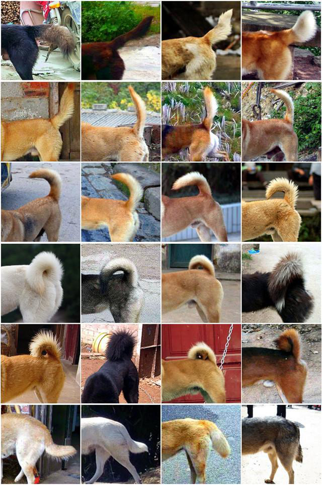 中华田园犬与古代田园犬,中华田园犬常识大全