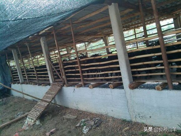 养羊棚舍建造实景图,农村羊舍最简易建造