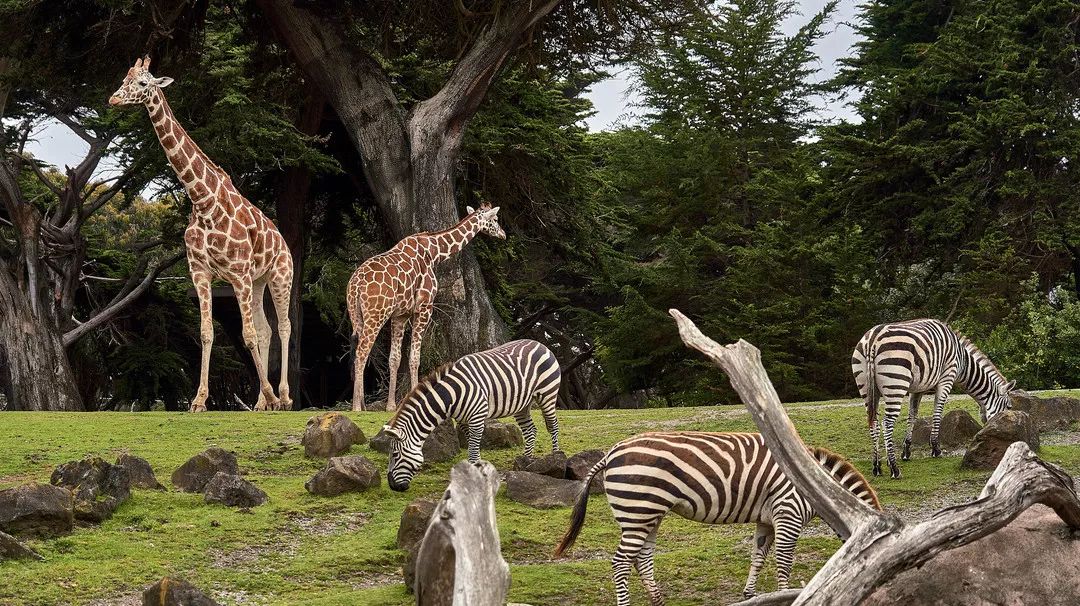 澳洲海外游学，我最推荐这座城市