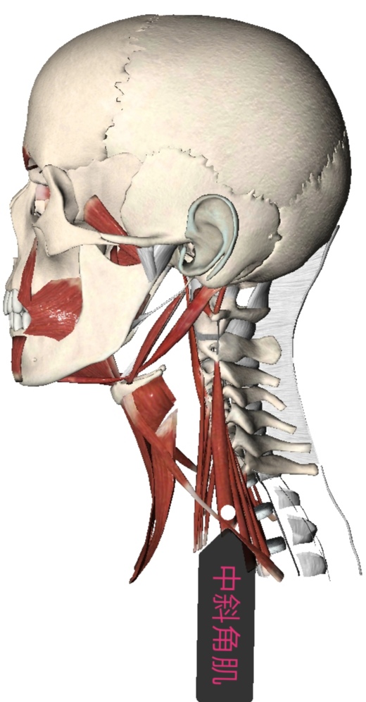前中斜角综合症,前中斜角肌间沟有多长