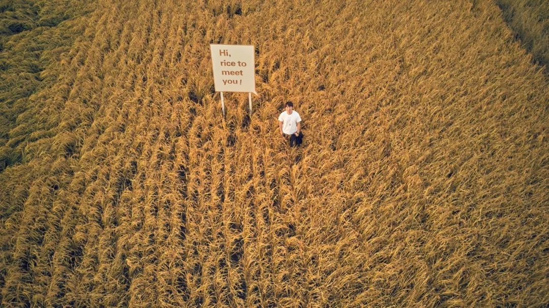 钻石界高管为前世的小情人去种地，从米开始吧