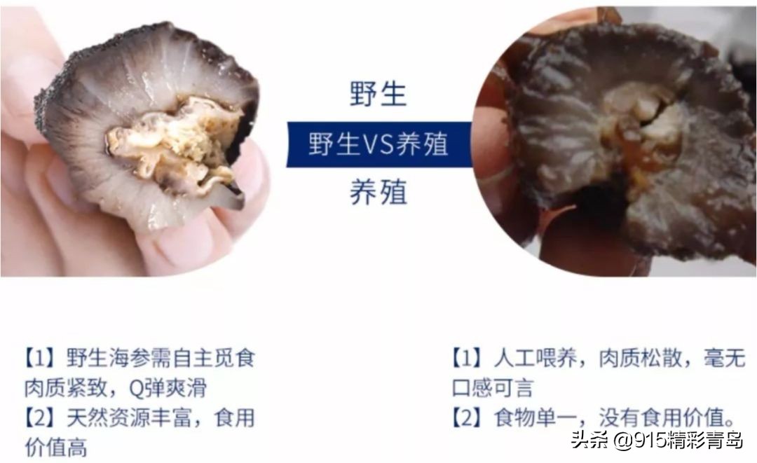 中国最好的海刺海参,黄金刺参西沙群岛深海纯野生海参