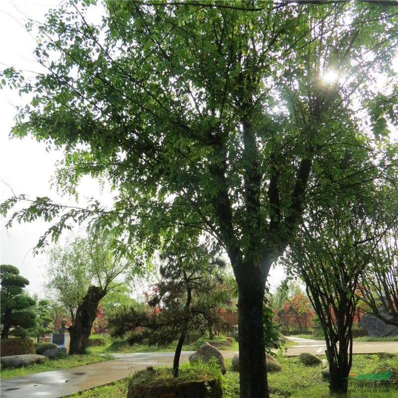 楗ヨ崚涓殑姒嗘爲,楗ヨ崚骞翠唬姒嗘爲