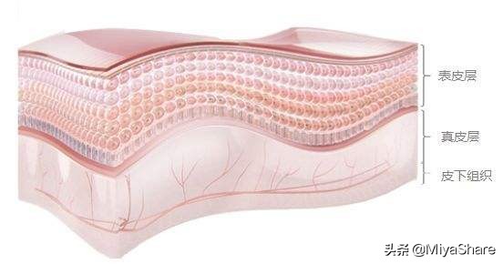 保湿肌底精华液在护肤上的步骤,肌底液精华液在哪个步骤用比较好