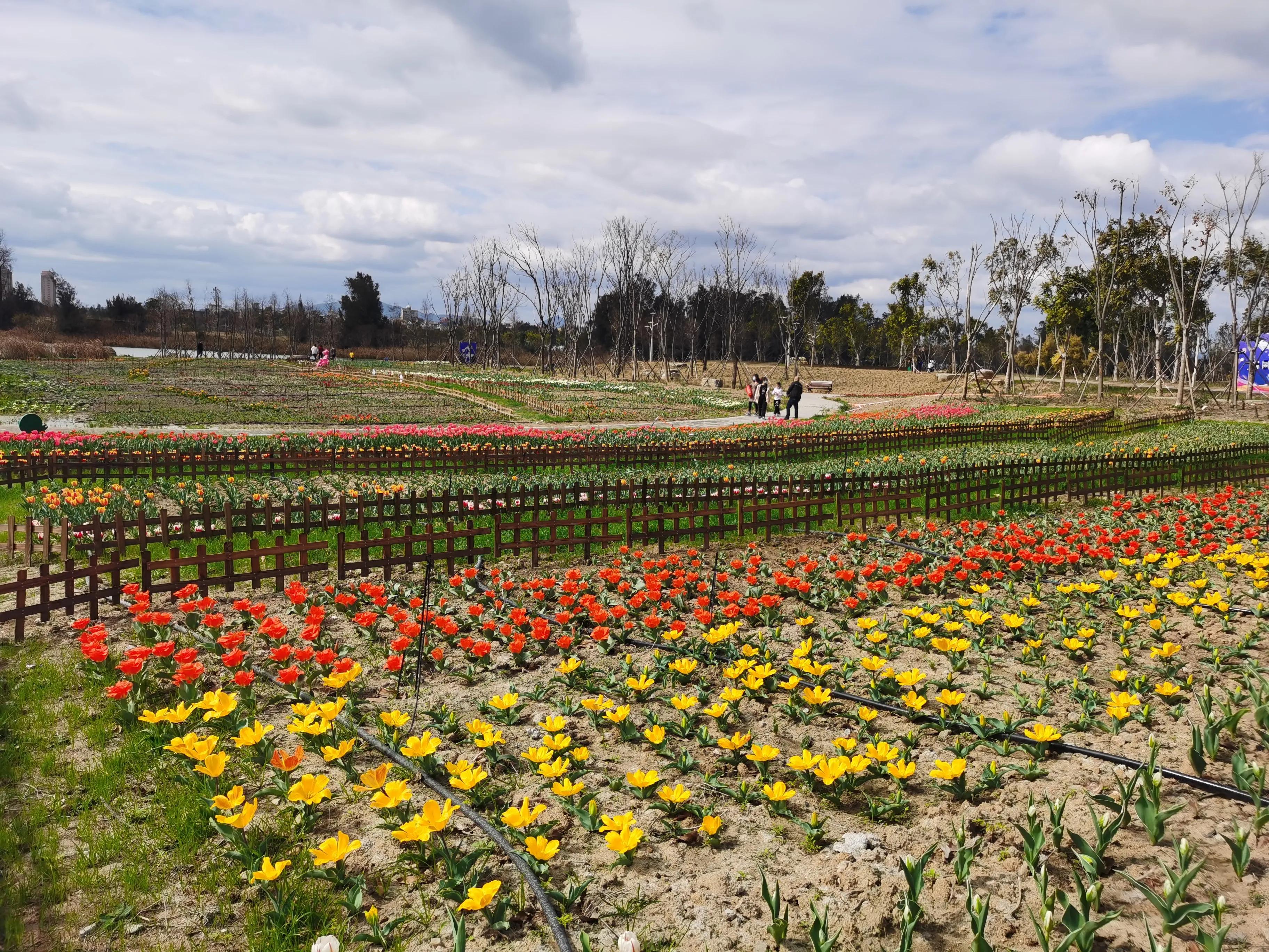 美丽郁金香花海,美丽郁金香gullale小程序
