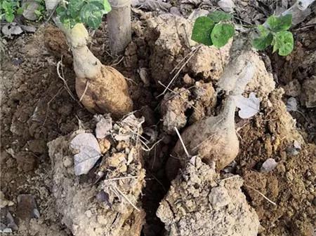 爱心助农米面粮油推销宣传,爱心助农蔬菜批发