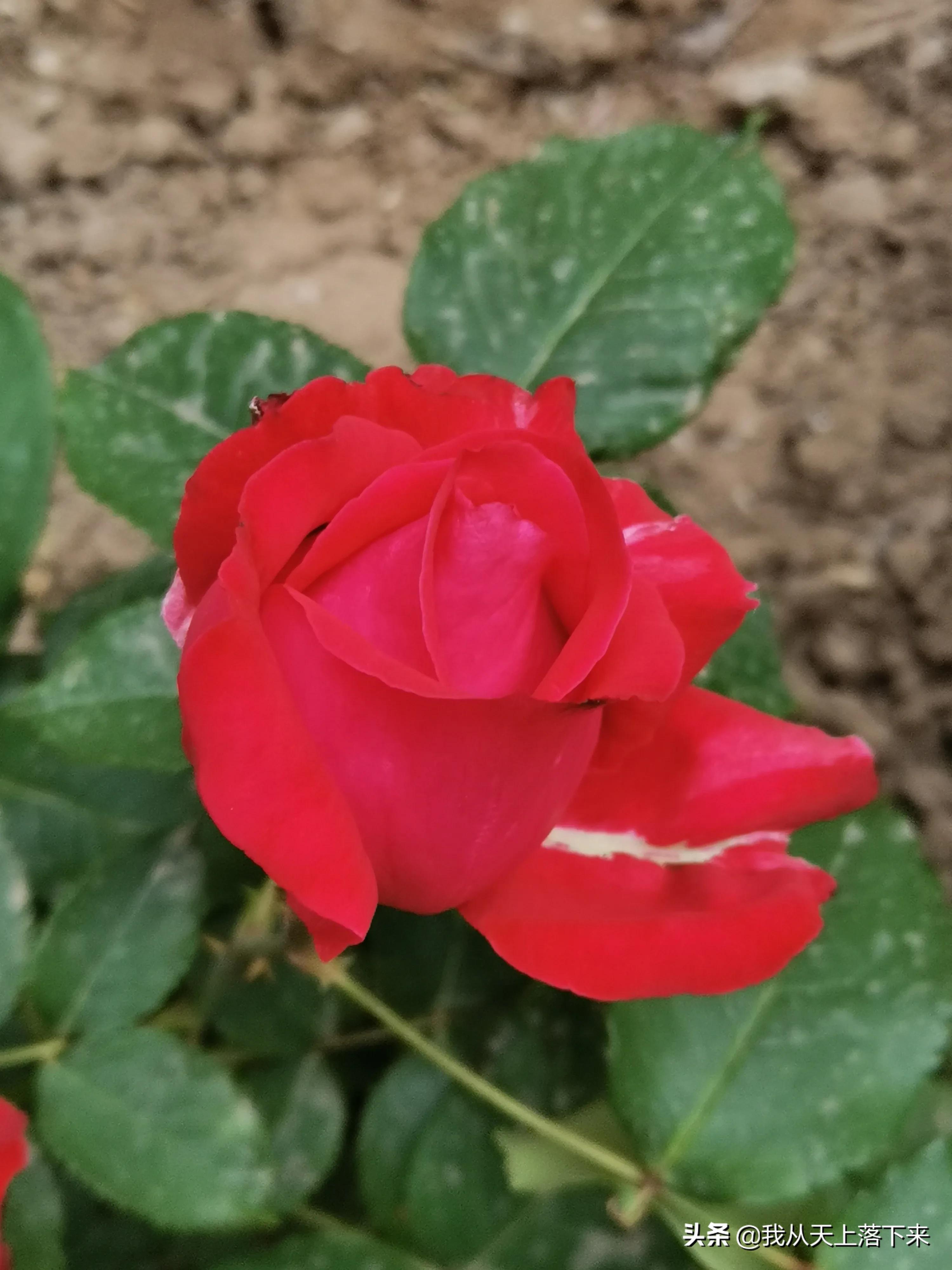 100张花朵美图,100张花图片大全