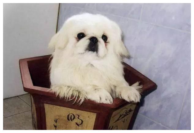 狗狗品种大全及介绍,狗狗品种大全带你走进狗狗的世界