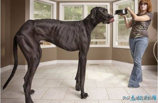盘点世界上最大的狗排名,世界公认的十大体型最大的狗