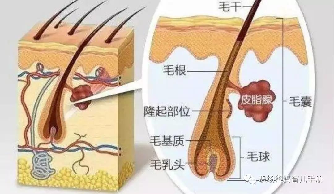 胎毛很好说明什么,胎毛意义