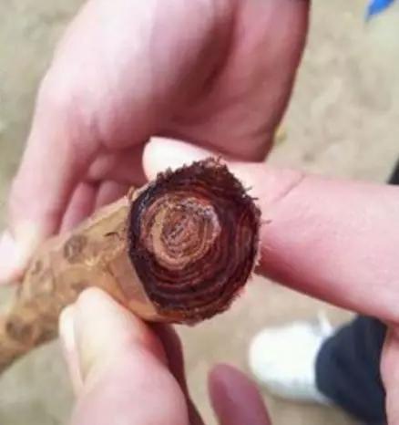 海南黄花梨油梨与糠梨纹路区分,黄花梨油梨和糠梨