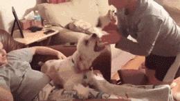 狗狗被孕妈肚子里的宝宝踢了一脚,狗狗怀孕宝宝踢肚子会生吗