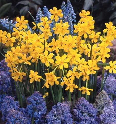 干货分享种植小技巧,混合花境设计与种植建议