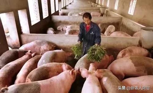 养猪人要注意公猪和母猪,二元母猪与三元母猪外貌特征