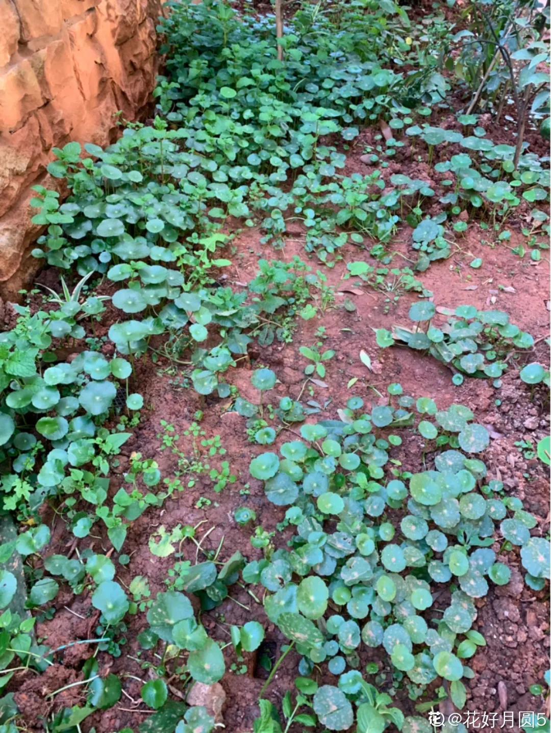 天竺葵怎么扦插容易成活图片,冬季天竺葵扦插怎样成活率高