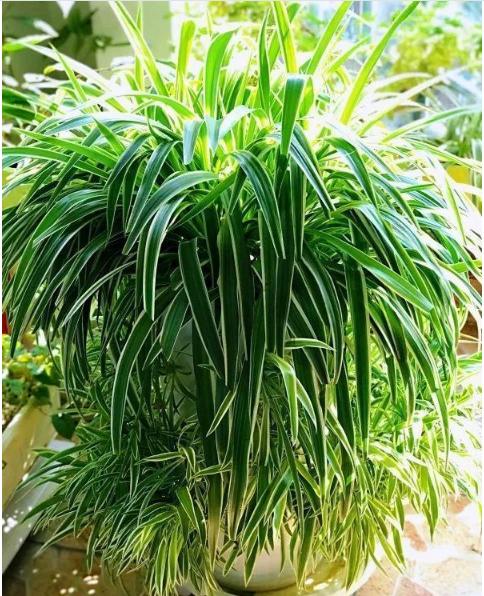 吊兰长疯了是什么原因,绿萝吊兰浇水技巧