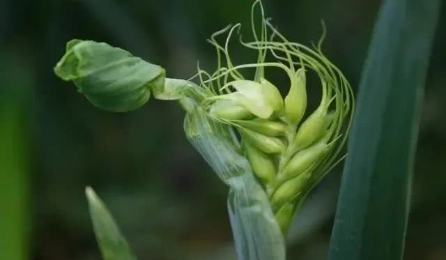 激素农药药害,激素型除草剂的危害