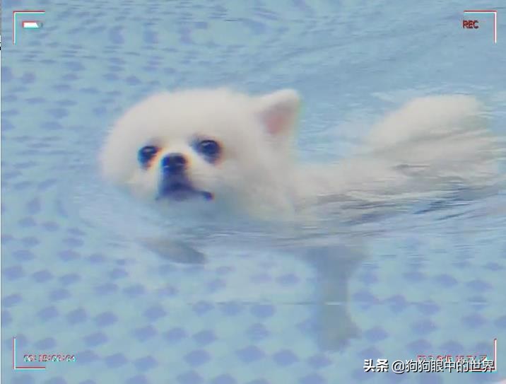 流浪狗治愈抑郁症,没想到自己竟然得了重度抑郁症